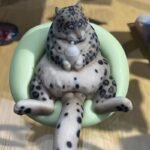 Pet Character Figurine