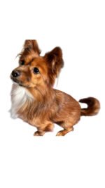 Pet Character Figurine - Image 7