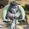 custom-pet-figurine-1 Custom Pet Photo Figurine