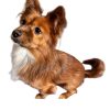 custom-pet-figurine-example-1 Custom Pet Photo Figurine