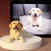 Custom Pet Photo Figurine