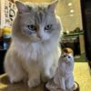 Custom Pet Photo Figurine