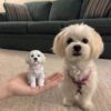 Custom Pet Photo Figurine
